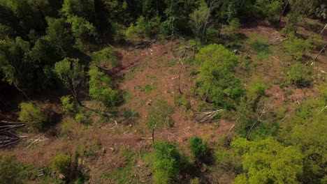 Top-down-view-of-destructed-forest-after-hurricane