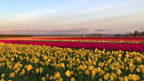 Filas-De-Coloridos-Tulipanes-En-Una-Granja-De-Tulipanes-De-Oregon