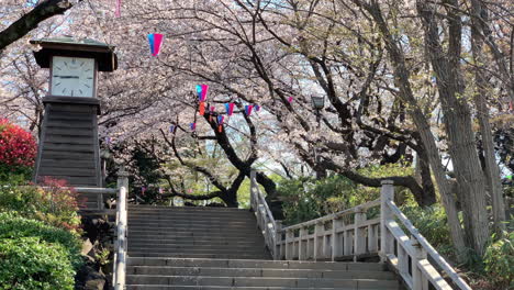 Cherry-blossoms-at-the-isolated-Asukayama-Park-with-paper-lamps,-tower-clock,-stone-roads-and-stairs