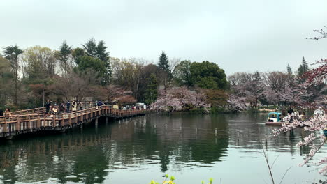 A-panoramic-of-the-Inokashira-Park-lake-and-bridge-with-cherry-blossom