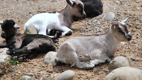 baby-goats-sleep-together.-Locked-off-close-up