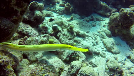 Yellow-Trumpetfish,-Aulostomus-chinensis-closeup