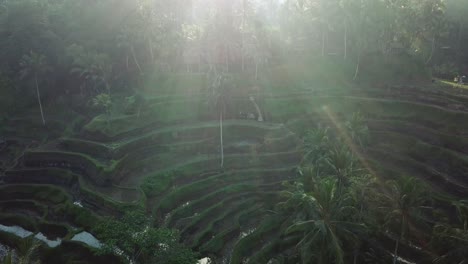 Panning-Down-drone-shot-flying-over-the-Tegalalang-Rice-Terraces-in-Bali,-Indonesia