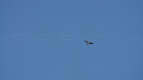 Hawk-flying-in-the-sky---180-fps-slow-motion