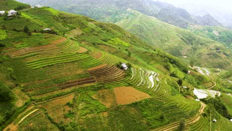 Immense-valley-packed-full-of-lush-green-and-yellow-rice-terraces-in-northern-Vietnam