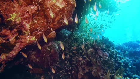 Vielfältige-Tierwelt-Des-Korallenriffs