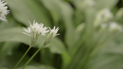 Ramsons-flowers-wild-garlic-growing