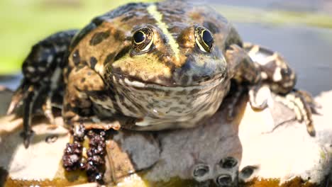 big-brown-and-green-frog-sitting-motionless-on-floating-plants,-close-up