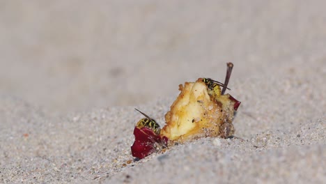 Nahaufnahme-Von-Zwei-Wespen,-Die-Am-Sandstrand-Eine-übrig-Gebliebene-Apfelfrucht-Fressen