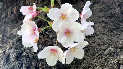 Der-Wind-Bewegt-Die-Rosa-Kirschblüten-Auf-Seinen-Zweigen-Im-Sumida-Park