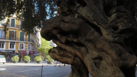 Gruselig-Aussehender-Olivenbaumstamm-In-Einem-Städtischen-Gebiet-Mit-Straße-Und-Geschäften-Im-Hintergrund