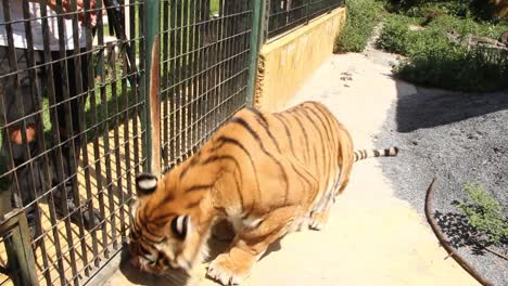 Tiger-laying-down-to-eat-raw-meat