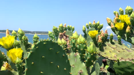 Planta-De-Cactus-Con-Flores-Amarillas-En-El-Mar-Adriático-En-Croacia