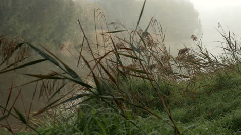 Long-grass-along-the-embankment-of-a-river-on-a-foggy-day