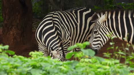 Two-black-and-white-zebra-eating-grass-in-the-zoo