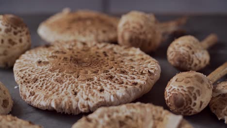Fresh-mushrooms-Macrolepiota-procera-on-the-table,-dolly-backward,-close-up