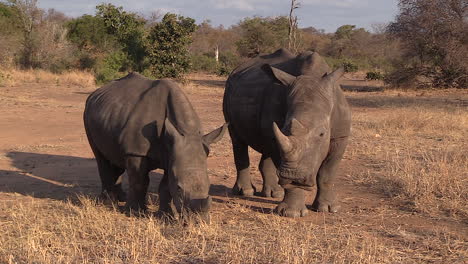 Detail-of-two-Southern-white-rhinos-grazing-together