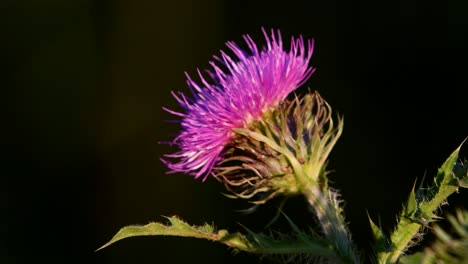 Closeup-of-a-milk-thistle-flowerhead-against-blurred-dark-background