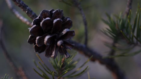 Pine-tree-cone-close-up-HANDHELD