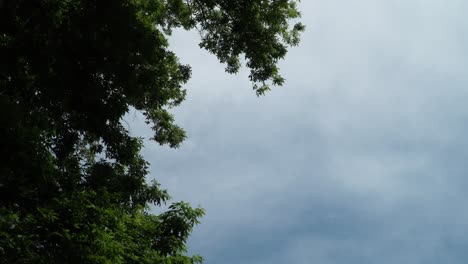 Bäume-Im-Linken-Rahmen-Und-Blauer-Himmel-Auf-Der-Rechten-Seite