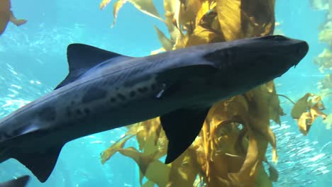 Leopard-shark-swimming-through-Kelp-Forest,-one-of-the-tallest-and-most-famous-aquarium-exhibits-in-the-world