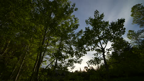 Time-Lapse-of-Sun-Rising-Behind-Aspen-Trees