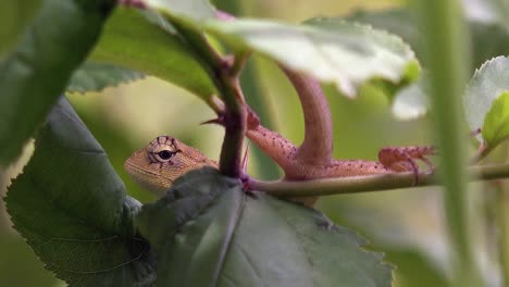 Close-Shot-of-a-Lizard-Resting-in-a-Bush