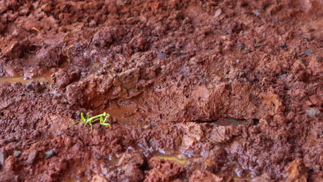 Green-praying-mantis-walking-on-mud