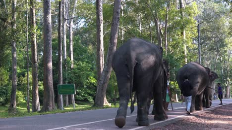 Close-Shot-of-Elephants-Walking-at-the-Side-of-the-Street-At-Angkor-Wat