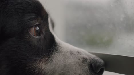Close-up-of-an-Australian-Shepherd-dog-looking-out-of-the-window-on-a-rainy-day