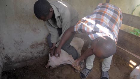 Dos-Hombres-Africanos-Sujetan-A-Un-Cerdo-En-Un-Corral-De-Madera-Y-Le-Inyectan-Una-Vacuna-En-Uganda
