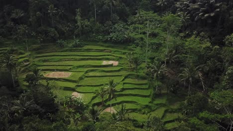 Drone-shot-flying-over-the-beautiful-Tegalalang-Rice-Terraces-in-Bali,-Indonesia-during-sunrise-hours