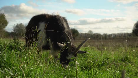 Goat-with-large-horns-eating-grass-and-looking-at-camera,-ground-level-closeup