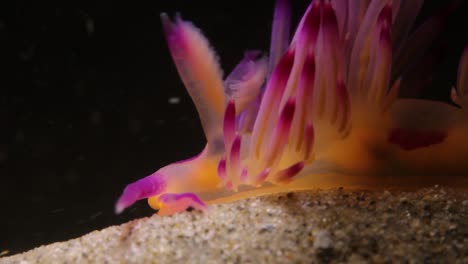 Macro-close-up-video-of-a-pink-Nudibranch-sea-creature-moving-along-the-ocean-sand