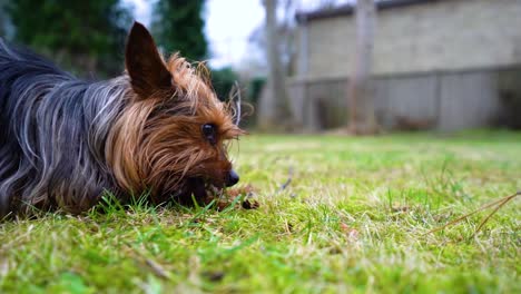Amazing-Yorkshire-Terrier-dog-bites-the-tiny-tree-branches-in-the-backyard-at-home-garden-in-slow-motion