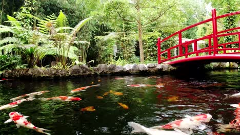 beautiful-koi-fish-,clear-water-pond