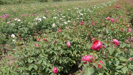 Breeding-farm-for-roses.-Breeding-roses