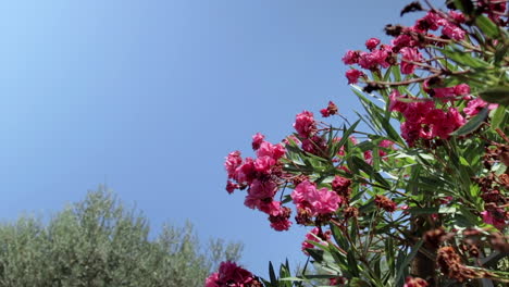 Low-Angle-View-Of-Pink-And-Red-Roses-Against-Clear-Blue-Sky