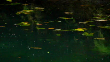 Nahaufnahme,-Blumen-Schwimmen-Auf-Der-Oberfläche-Einer-Cenote-Maya
