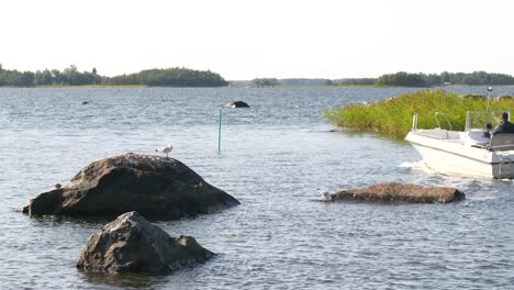 Summer-in-Finland,-boat-and-seagulls-with-newborn-chicks-in-idyllic-archipelago