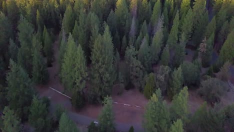 Drone-panning-up-above-trees-to-reveal-forest-during-sunset-in-Lassen-County-in-Northern-California