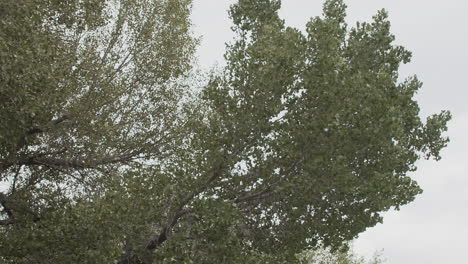 Wide-slow-motion-shot-of-several-Cottonwood-tree-branches-blowing-in-the-wind