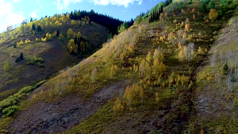 Colorado-aspens-backlit-as-they-change-into-golden-riches-in-this-high-altitude-climate