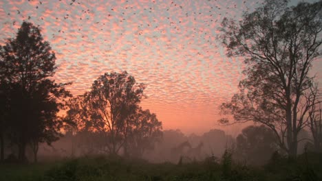 Atemberaubender-Sonnenaufgang-Im-Australischen-Outback-Mit-Pferden,-Die-Unheimlich-Im-Morgennebel-Stehen,-Und-Einer-Reihe-Von-Krähen,-Die-über-Ihnen-Am-Orangefarbenen-Himmel-Fliegen