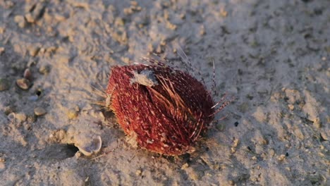 Small-red-unidentified-spiky-shell-sea-creature-crawling-on-beach---HD-25fps