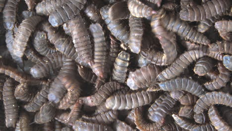 Mass-of-wriggling-black-soldier-fly-larvae-used-to-compost-kitchen-waste