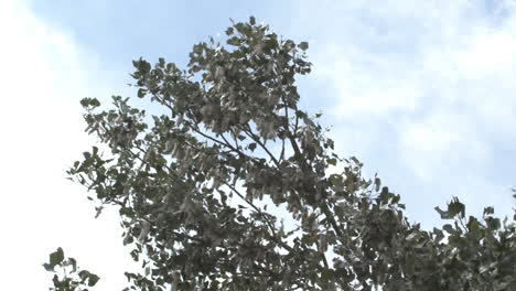 Mittlere-Aufnahme-Eines-Pappelbaumzweigs,-Der-Im-Wind-Weht