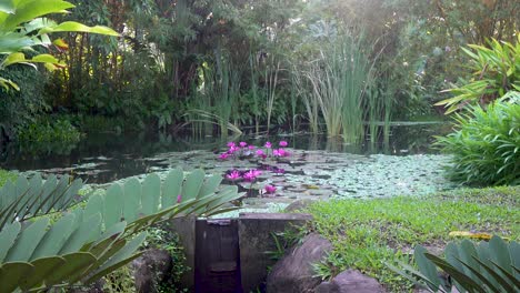Rosa-Blühende-Seerosen-In-Einem-Orientalischen-Teich-Im-Morgensonnenlicht-4k