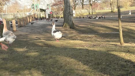 Landscape-of-park-with-ducks-and-geese