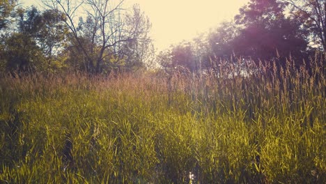Shimmering-sunlight-rays-with-grass-swaying-in-foreground